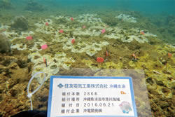 栽培珊瑚