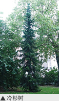 多塞特广场的冷杉树