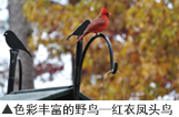 色彩丰富的野鸟——红衣凤头鸟