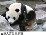 逗人喜爱的熊猫